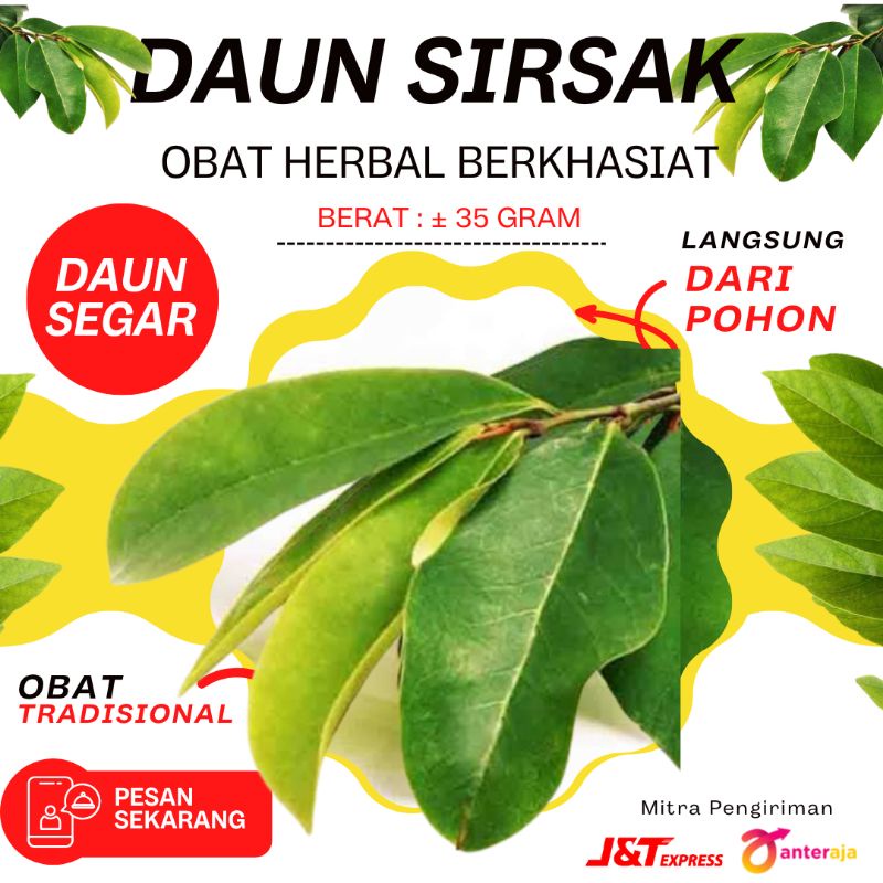 

Daun Sirsak Tua Segar Bebas Pestisida Berkhasiat Sebagai Obat Herbal Alami