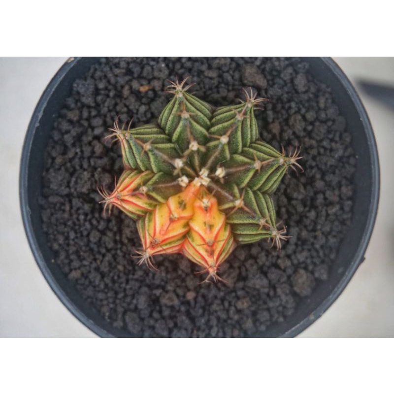 Kaktus LB hybrid Variegata