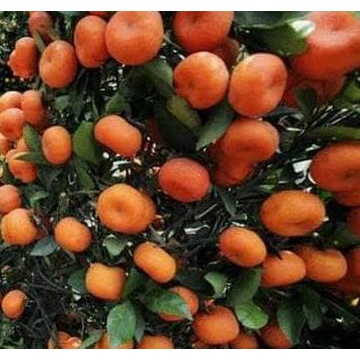 Terlaris BIBIT JERUK SANTANG MADU ASLI BERBUAH KUNING HASIL CANGKOK BAYAR DI TEMPAT BENIH BUAH