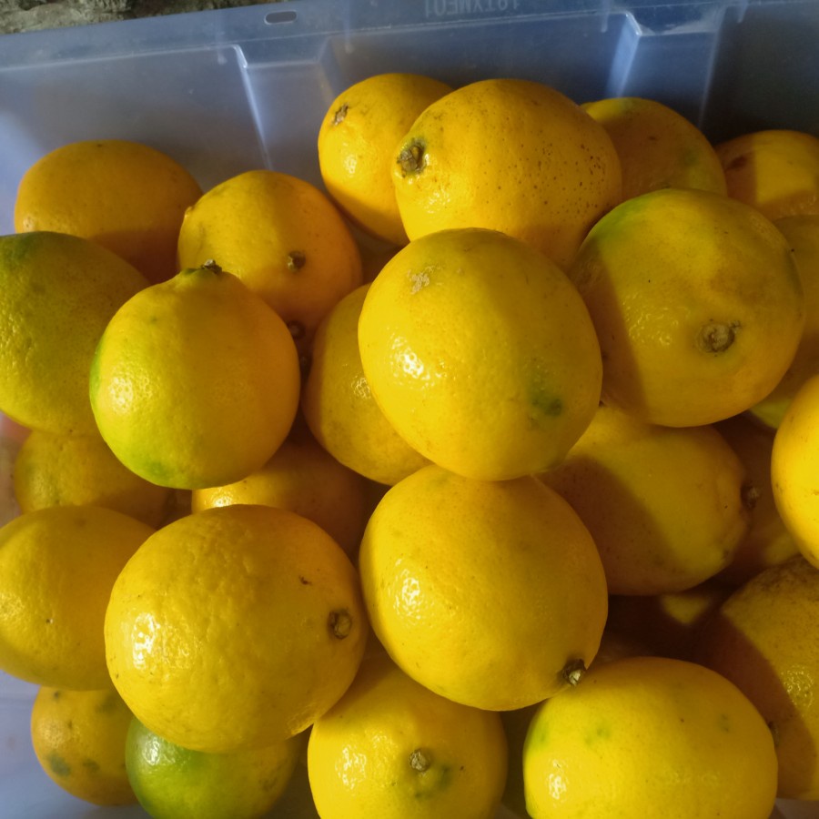 Jeruk Lemon California &amp; Lemon Import 500g / 1kg Harga Termurah Bandung