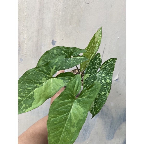 Syngonium Panda galaxy  / syngonium Panda import tanaman hias