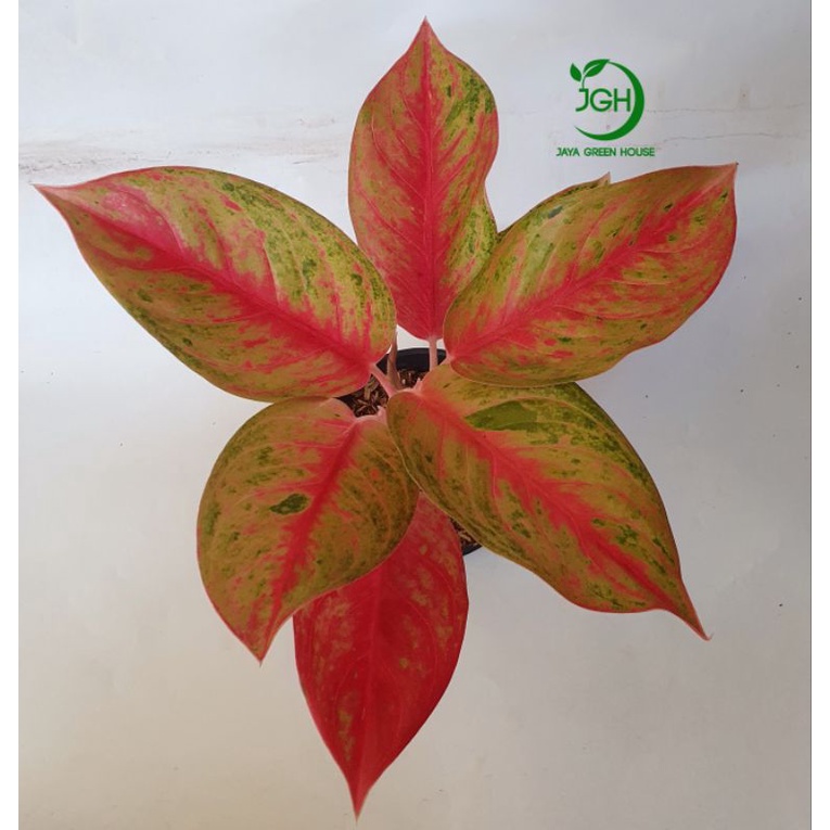 Tanaman Aglaonema Exotic Red
