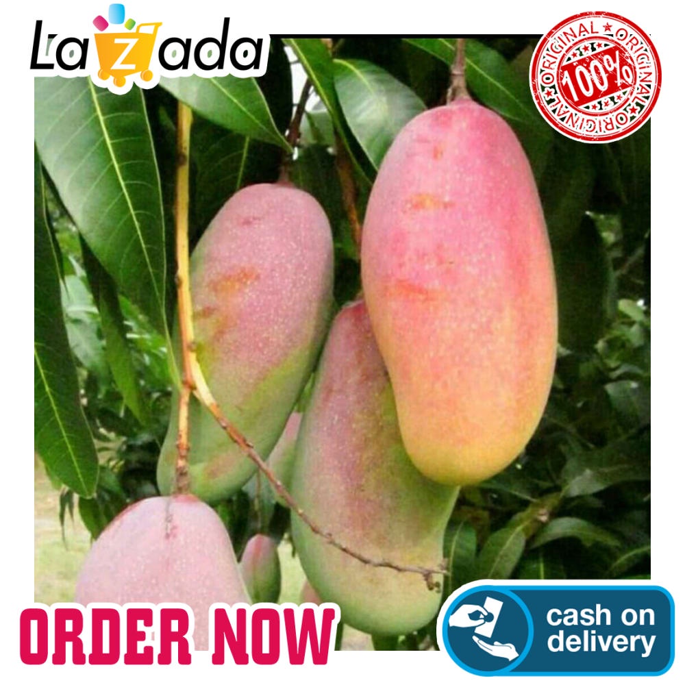 Bibit Mangga Mahachanok / Bibit Buah / Tanaman VIRAL