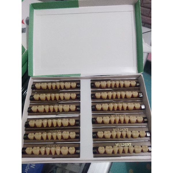 GIGI PALSU / GIGI MULDENT GERAHAM BAWAH / PER BOX ISI 12 BARIS