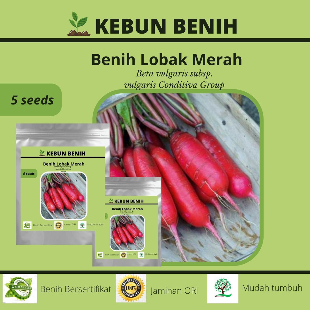 5 Benih Tanaman Lobak Merah/ Benih Red Lobak Kualitasa Unggul