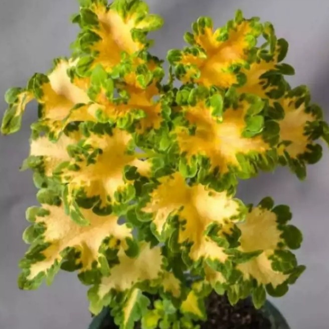 tanaman hias miana ekor naga kuning hijau premium FF11