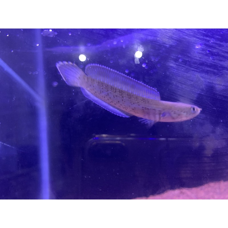 CHANNA ANDRAO SIZE 7-8cm