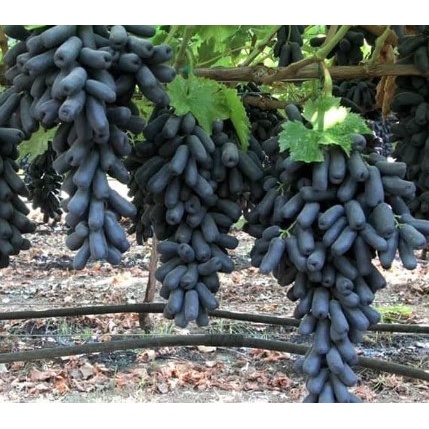 Bibit Anggur Moondrop