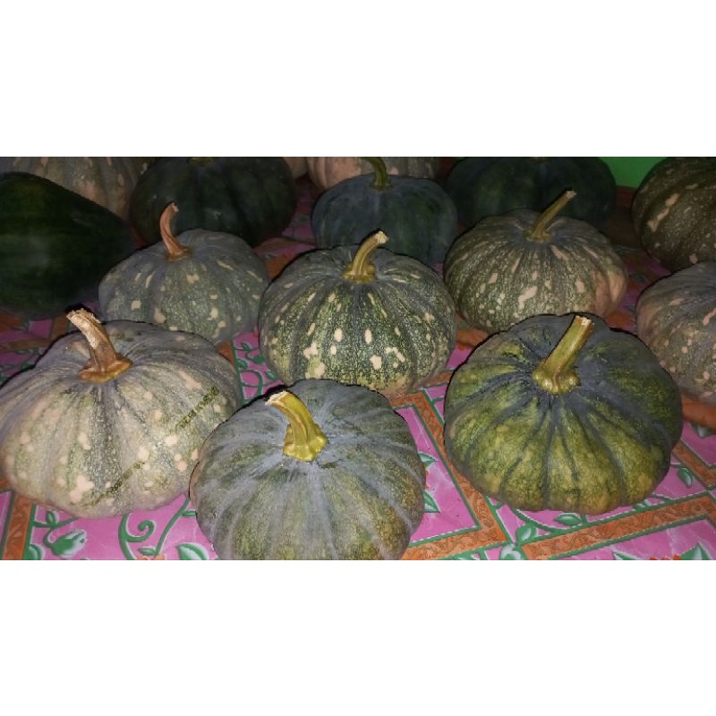 

buah labu