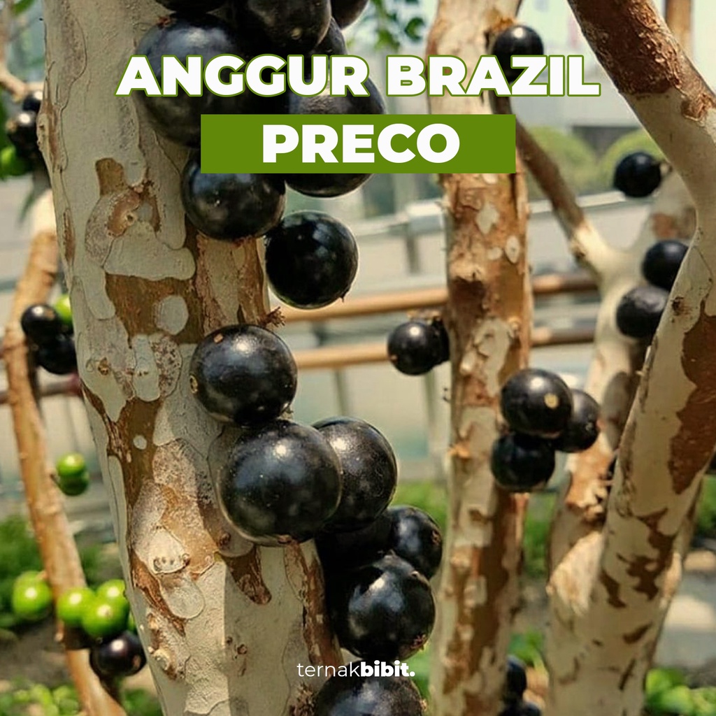 TERNAKBIBIT - Bibit Anggur Brazil Preco Cangkok Kualitas Premium