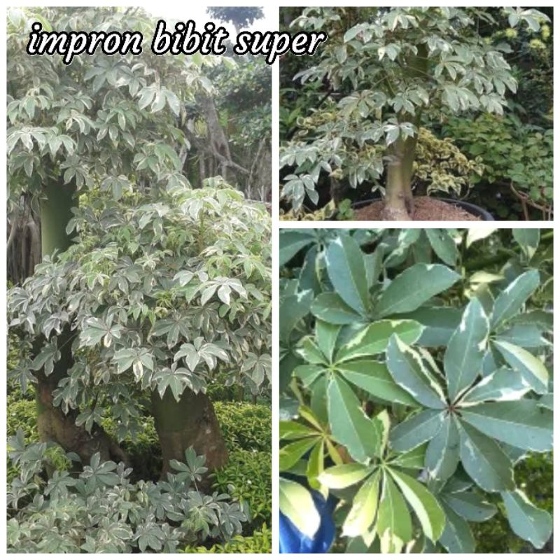 BIBIT STEK RANDU PUTIH VARIGATA TERMURAH