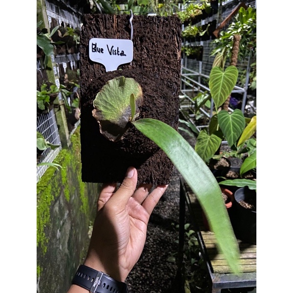 Platycerium Blue Vista