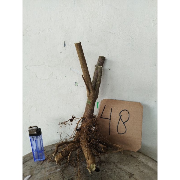 Bahan Bonsai Tanaman Hias Jeruk Kingkit Dongkelan 08
