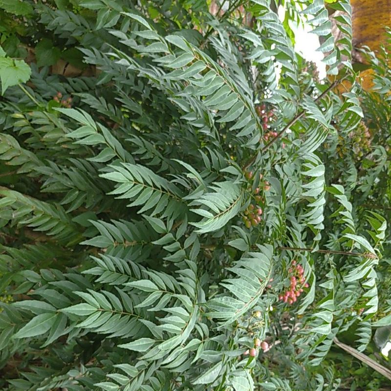 Jual Tanaman Kare Koro keling | Shopee Indonesia