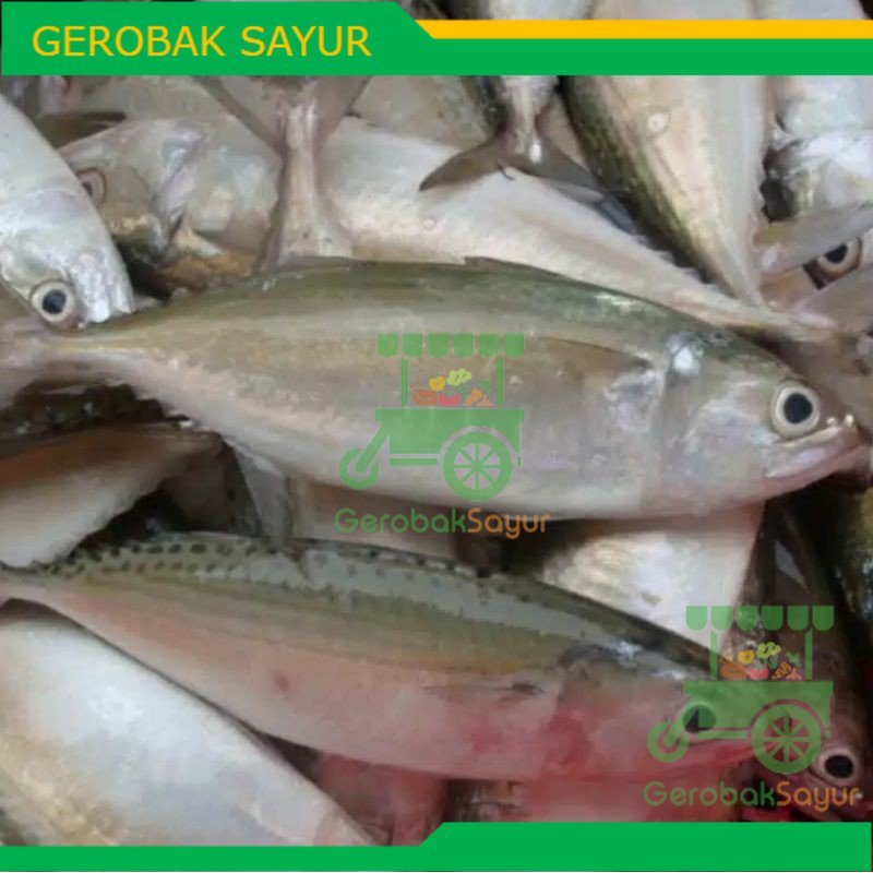 

Ikan Kembung Segar Kiloan