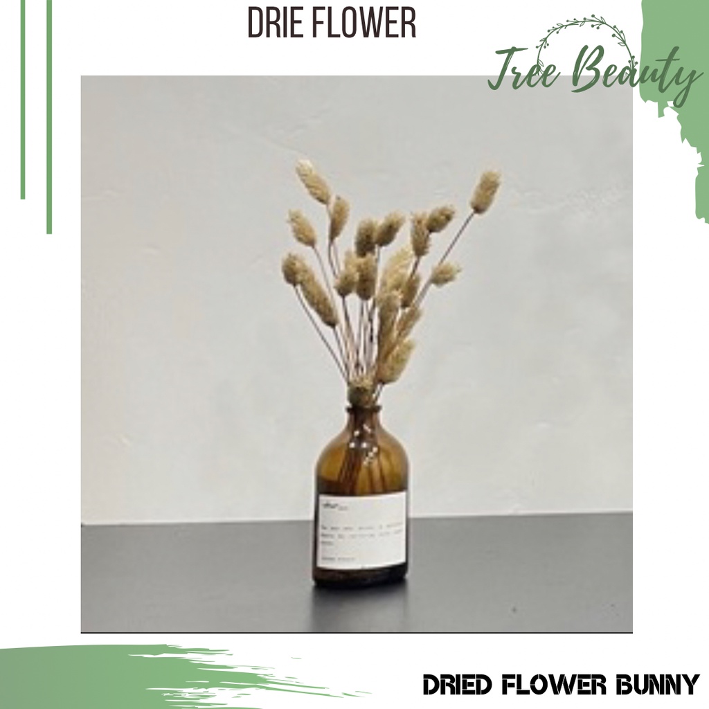 (10pcs) Dried Flower lagurus bunny Kecil tanaman asli Bunga Kering