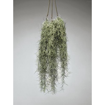 Tanaman hias jenggot musa | jenggot dewa