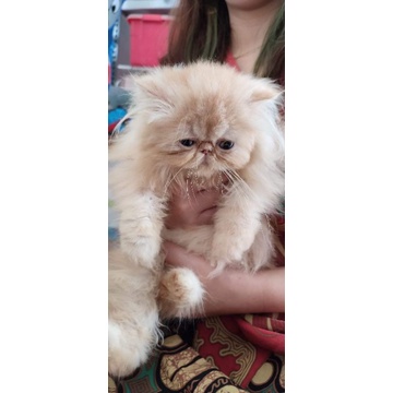 peaknose longhair line ped lepas nonped