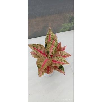 Aglonema Legaci Merah  Remaja