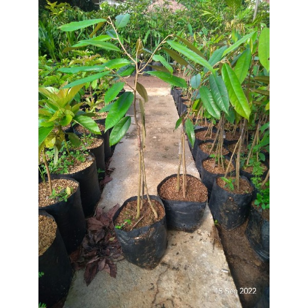 bibit durian kaki 3. kaki panjang. tinggi 1M