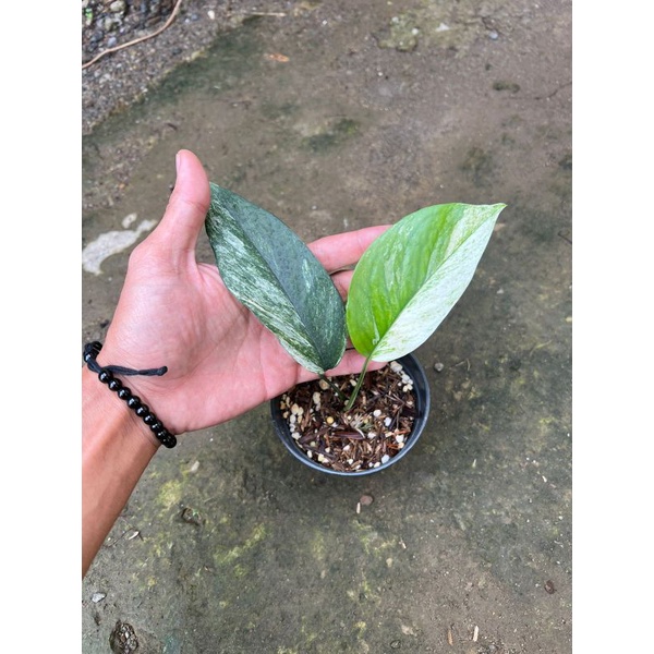 Epipremnum sp bali hanoman