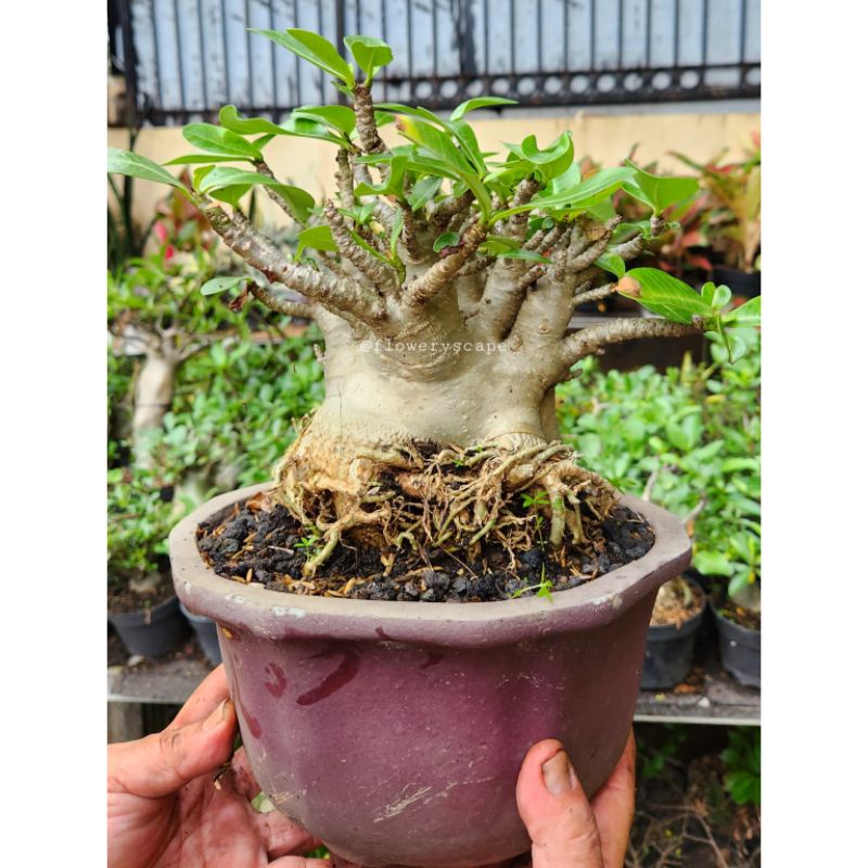 adenium godji x ara / adenium karakter