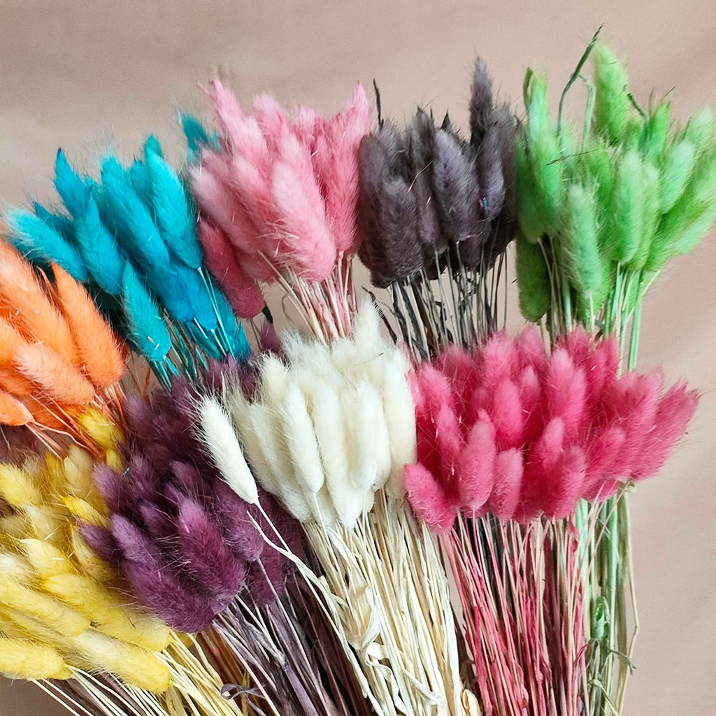 (-+50pcs) Dried Candy Colour Lagurus/ Rabbit Tail Bunga Kering Asli  Dekorasi Buket Wedding