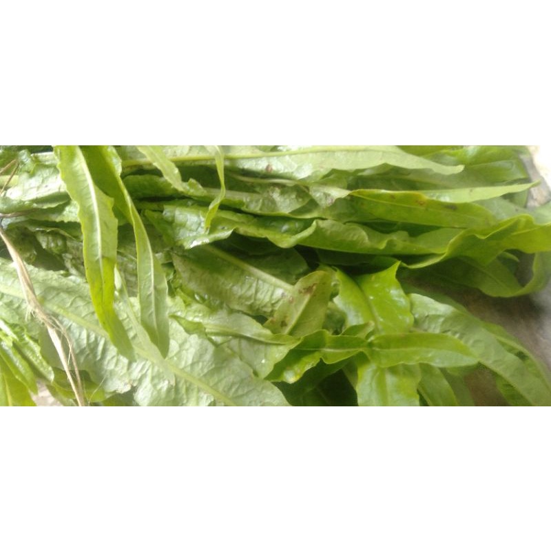 

Sayur Selada Aroma Siomak segar
