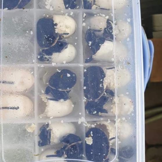 Inkubator Reptil Telur Incubator Egg Gecko Ular Kura Kadal Reptile Egg - Incubator saja
