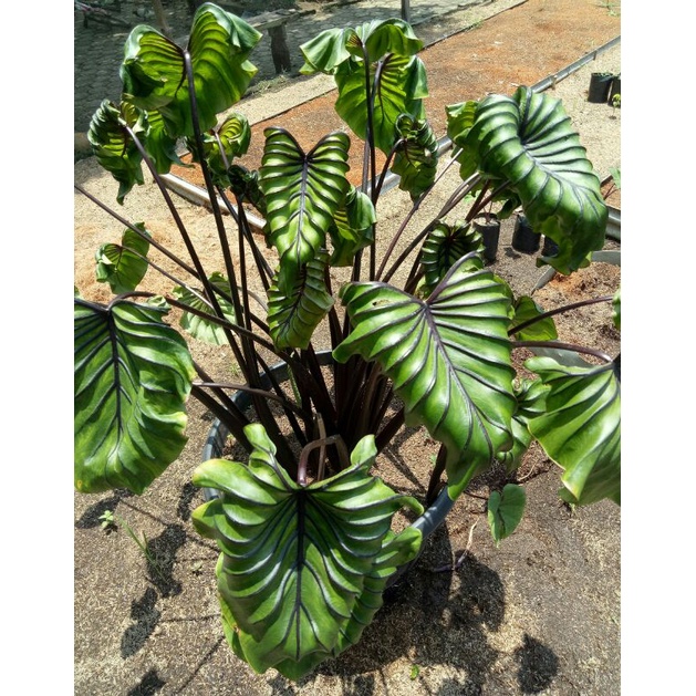(Ukuran Besar) Colocasia Paraohk Mask Ori Import