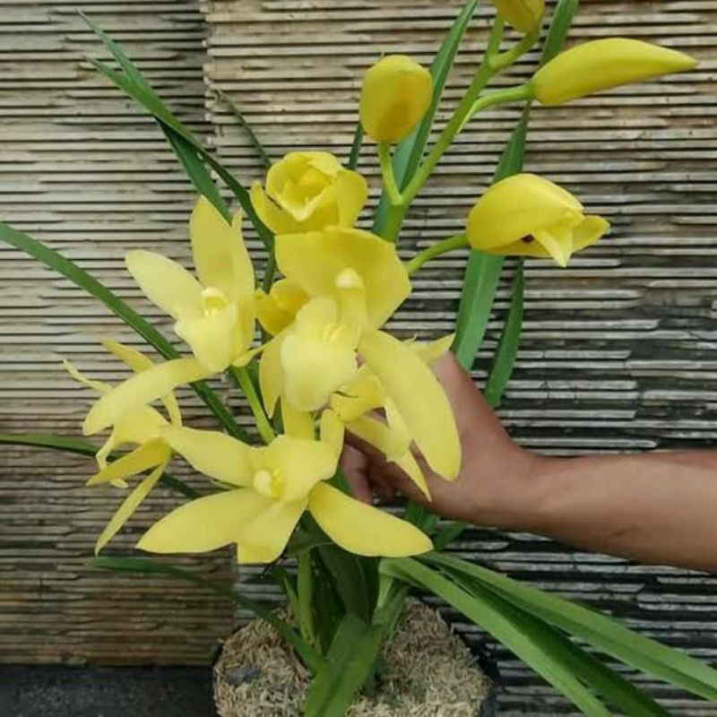 Tanaman Anggrek Tanah Golden Boy (KUNCUP) / Cymbidium Hybridum Golden Boy / Cymbidium Golden Boy ata