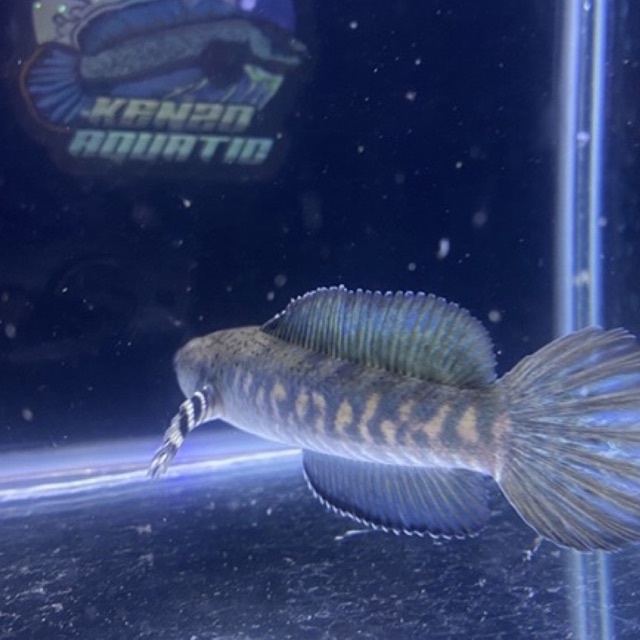 blue pulcra single tank 11-13 dan 14-16 cm (full Pb/pelet)