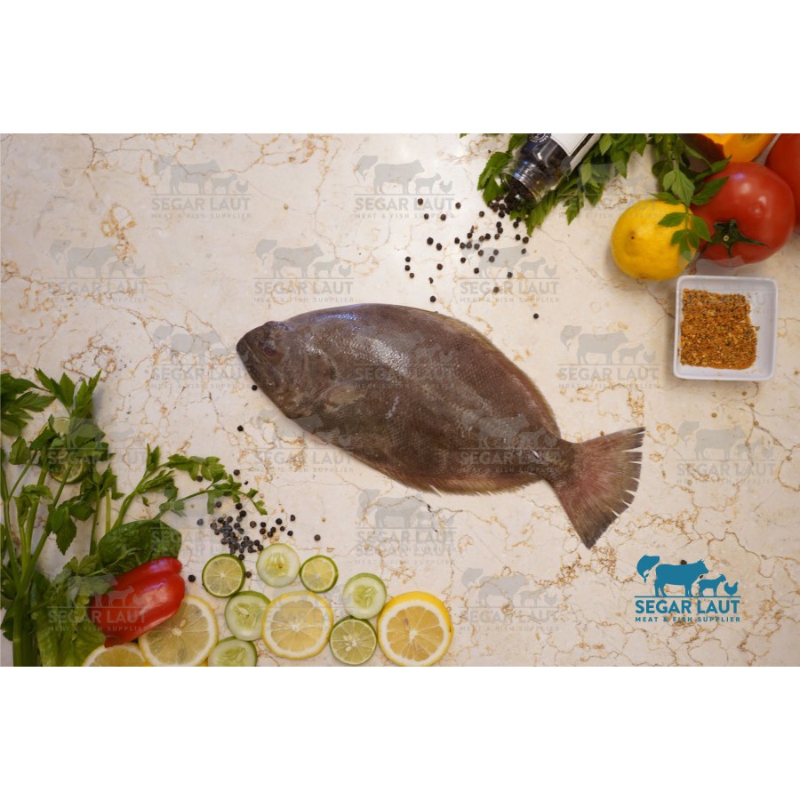

Ikan Sebelah | Ikan Halibut | FRESH
