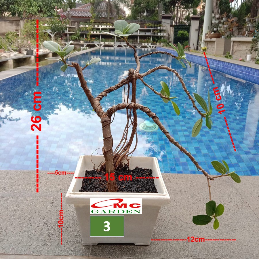 Tanaman Hias Pohon Bonsai Mame Beringin Korea Mini Dolar B-BK-014