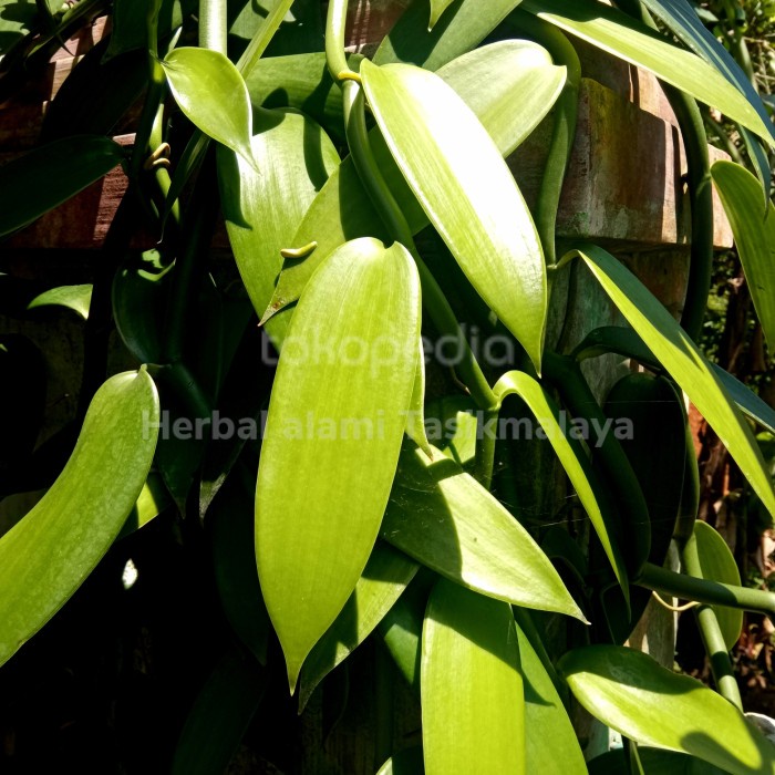 new bibit vanili unggul