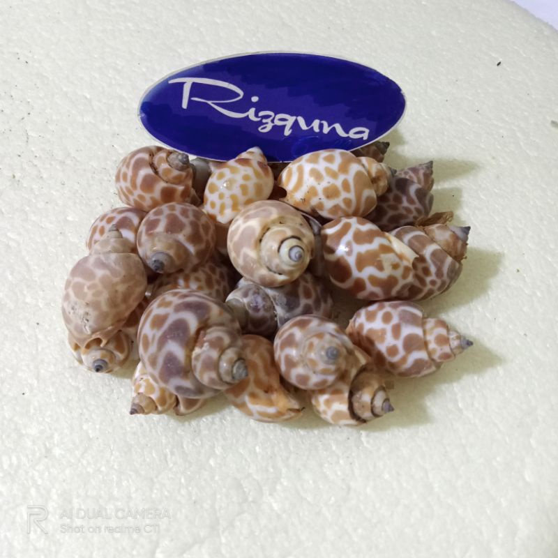 Cangkang Kerang Keong Macan