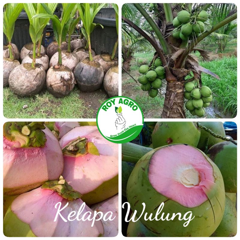 Bibit Kelapa Wulung Asli / Kelapa Ijo / Kelapa Serat Merah Bibit Terjamin ke asliannya bibit unggul