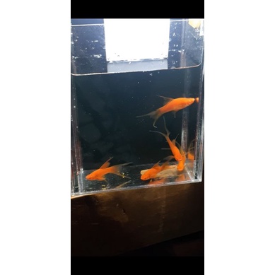 platy blodred lyretail