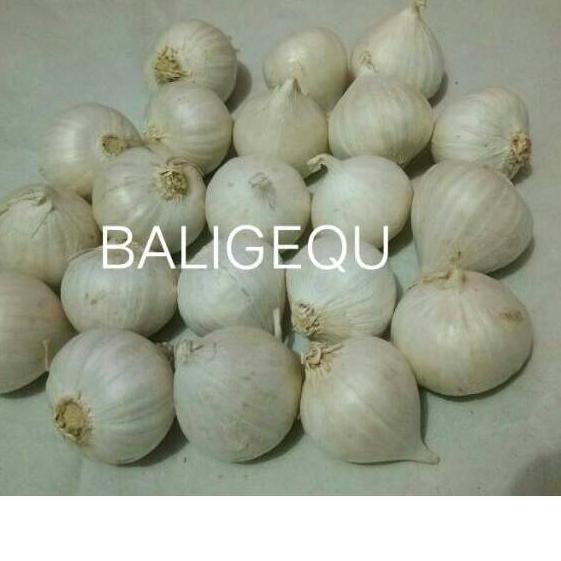 

GRATIS ONGKIR✅Bawang Putih Tunggal / Lanang 250 gram|SQ3