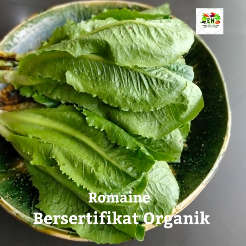 

1pack sayur Romaine 100% Sertifikat Vegetable Murah Sehat Healthy Life Grosir Supermarket