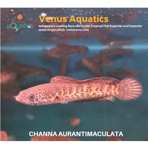 SICEPAT AURANTII IKAN CHANNA AURANTI GOLDEN COBRA AURANTIMACULATA SNAKEHEAD WILD CAUGHT