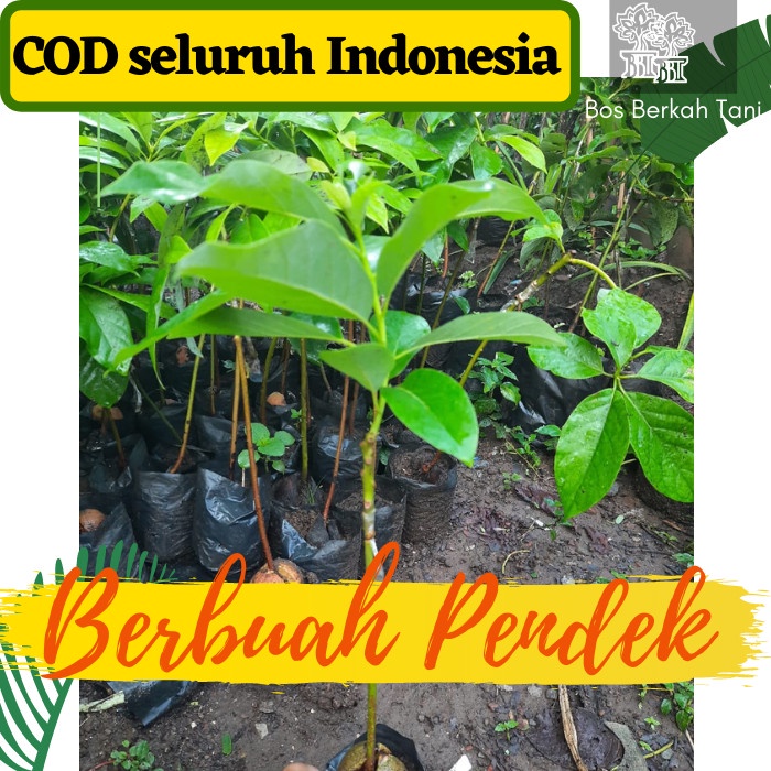 bibit buah tanaman alpukat mentega jumbo aa33