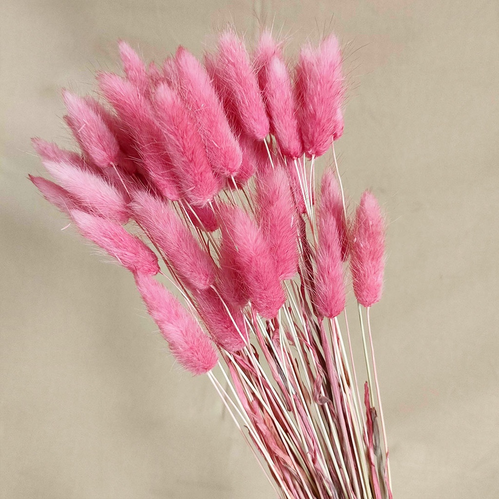 (-+50pcs) Dried Candy Colour Lagurus/ Rabbit Tail Bunga Kering Asli  Dekorasi Buket Wedding