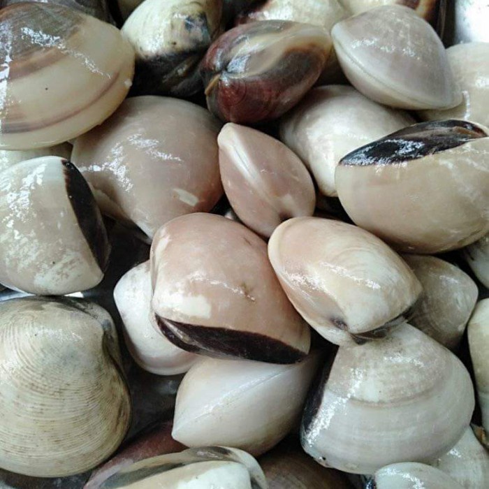 

kerang kepah kerang tahu pasar online makassar