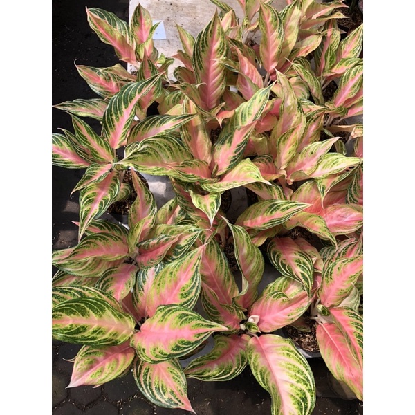 Aglaonema Pink Sunset