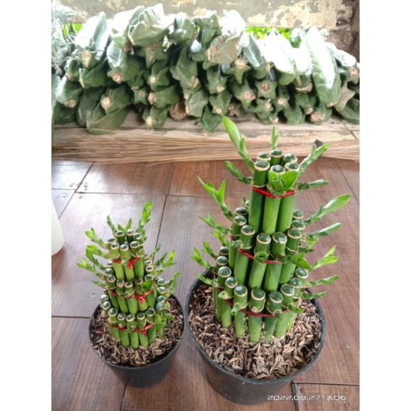 Promo  Tanaman Hias bambu Hoki + pot hitam/ Tanaman hidup bambu hoki/ Tanaman indoor