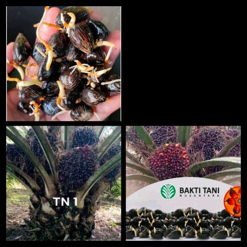 benih kelapa sawit original DxP TN 1 pelapah pendek
