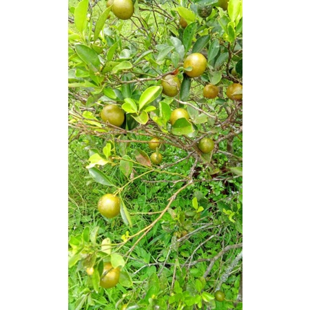 

Jeruk kasturi/sonkit/kips/kunci/lemon cui