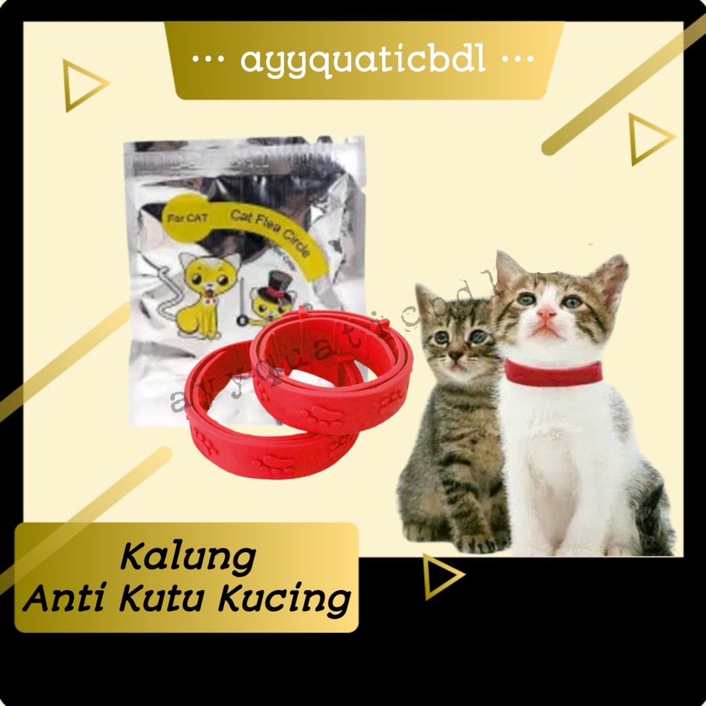 Kalung obat anti kutu kucing anjing