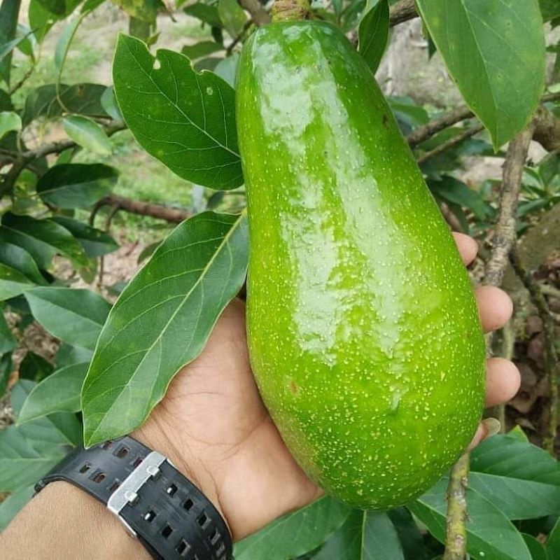 Bibit alpukat siger batang besar siap berbuah